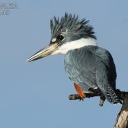 Macho / Male