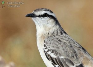 0801 - Calandria Grande