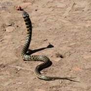 No venenosa (Liophis poecilogyrus)