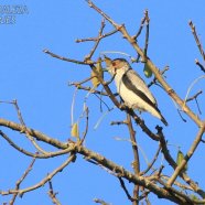 Hembra / Female