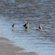 Becasa con juveniles / with juvenile
