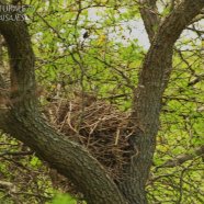 Nido / Nest