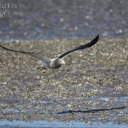 Juvenil / Juvenile