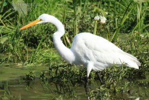 0087 - Garza Blanca
