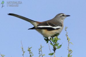 0800 - Calandria Real