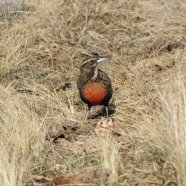 Hembra / Female