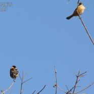 Macho y hembra / Male and female