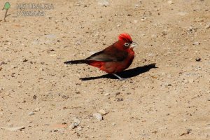 0926 - Brasita De Fuego