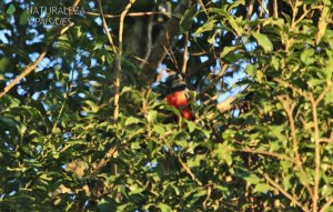 0454 - Surucuá Común