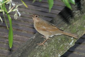 0804 - Zorzal Sabiá