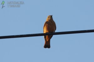 0716 - Birro Común