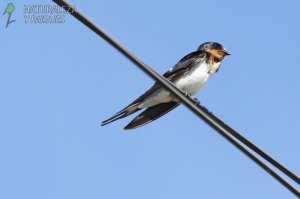 0767 - Golondrina Tijerita