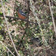 Macho y hembra / Male and female