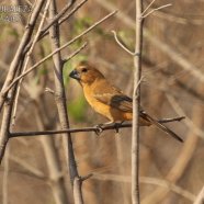 Hembra / Female