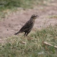 Juvenil / Juvenile