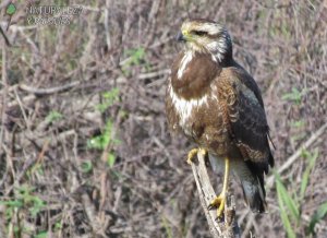 0185 - Aguilucho Colorado