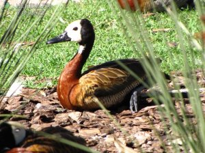 0115 - Sirirí Pampa