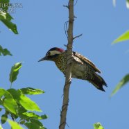 Juvenil / Juvenile