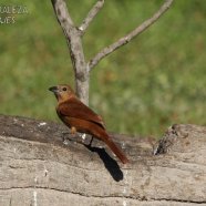 Hembra / Female