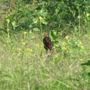 Hembra / Female