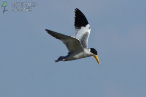 0314 - Atí