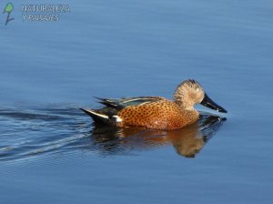 0128 - Pato Cuchara