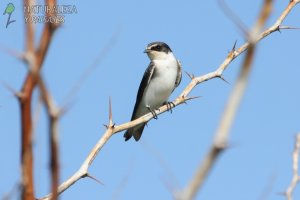 0774 - Golondrina Ceja Blanca