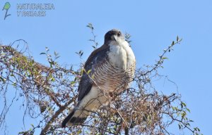 0176 - Aguilucho Alas Largas