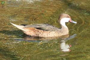 0131 - Pato Gargantilla