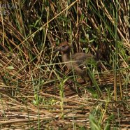 Juvenil / Juvenile