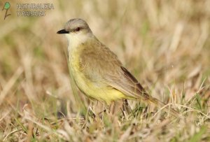 0687 - Picabuey
