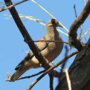 Juvenil / Juvenile