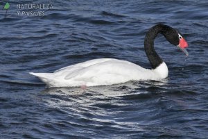 0117 - Cisne Cuello Negro