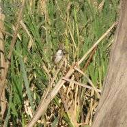 Juvenil / Juvenile