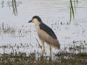 0093 - Garza Bruja