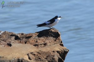 0776 - Golondrina Ala Blanca
