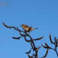 Hembra / Female