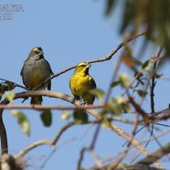 Macho y hembra / Male and female