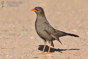 0809 - Zorzal Chiguanco