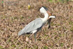 0080 - Garza Mora (P)