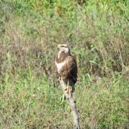 Juvenil / Juvenile