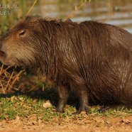 FANGOTERAPIA !!! Esteros del Iberá