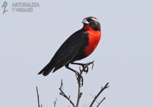 0972 - Pecho Colorado