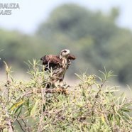 Juvenil / Juvenile