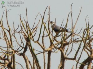 0205 - Halcón Plomizo