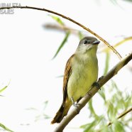 Hembra / Female