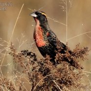Macho juvenil / Juvenile male