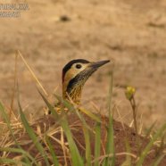 Hembra / Female
