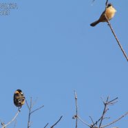 Macho y Hembra / Male and Female