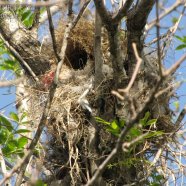 Nido / Nest